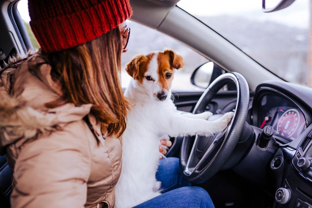 Dog friendly staycation spots.