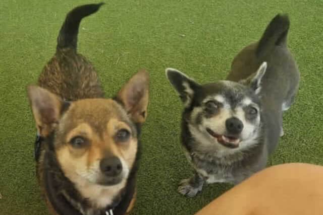 The duo must be rehomed together because of their fondness for one another.
