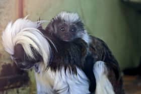 Nigel the young cotton-top tamarin monkey on mother Florencia’s back at  Drusillas Zoo Park in Alfriston, East Sussex (Credit: Drusillas Zoo Park/SWNS)