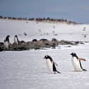 Part of the job is to count the nearby Gentoo penguin colony.