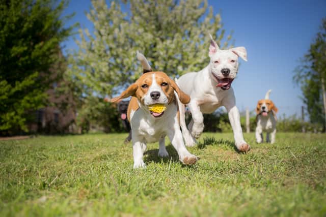 Are you bringing a furry friend home soon?