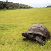 Jonathan, a Seychelles giant tortoise (photo: Getty Images)