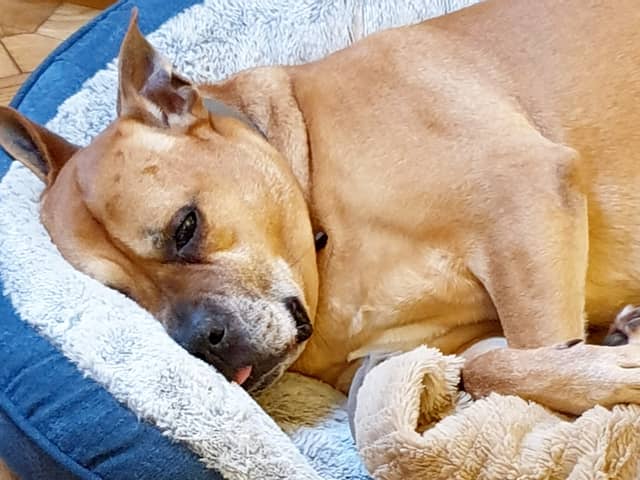 An abandoned dog that starred in TV ad for an Omaze house winner has won his own home - and been adopted after 300 days in care.