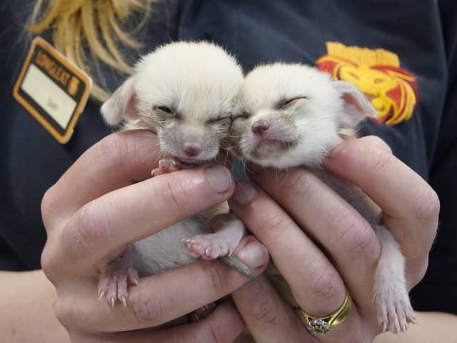 A pair of tiny fox kits, weighing 46 grams each, are being hand-reared by keepers at a safari park. 