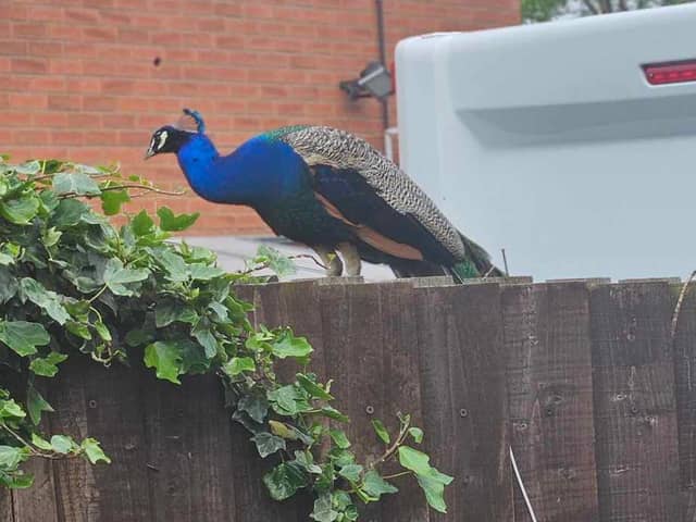 A loud peacock on Lodge Hill Road in Gawthorpe, West Yorks. 