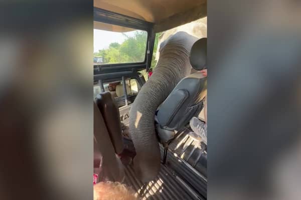 Elephant uses trunk to rummage for snacks in tourists’ Jeep.