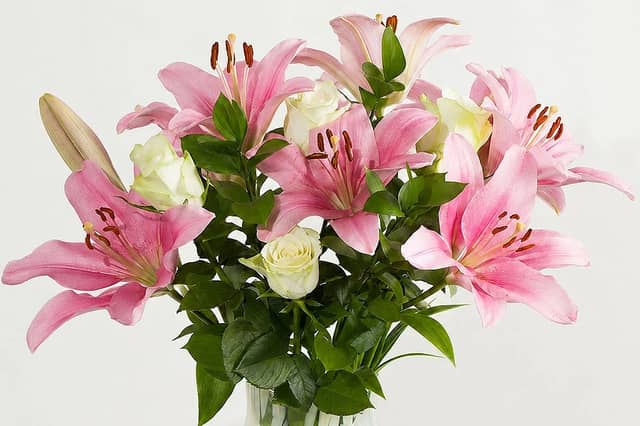 Rose & Lily Chic