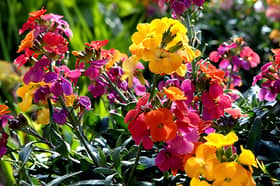 YouGarden Bright Autumn and Winter Collection with 30 garden-ready pansies, violas and wallflowers for £19.97