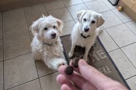 YuMove's little joint supplement treats are my dogs' favourite snacks right now