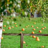 School field transformed into Autumn Wonderland for first-ever pumpkin patch