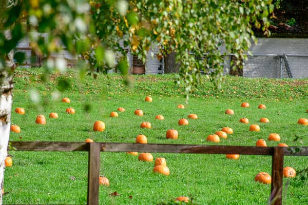 Pumpkin Patch 