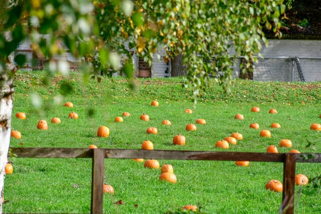 Pumpkin Patch