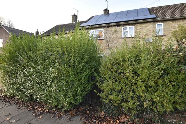 The overgrown garden in Central Avenue