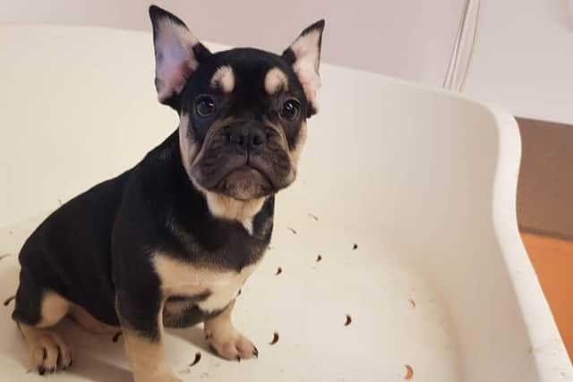 Dogs siezed by Trading Standards