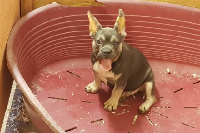 Dogs siezed by Trading Standards