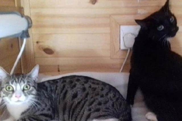 Two cats previously looked after by Peterborough Cat Rescue