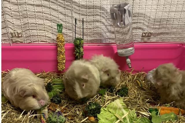 The rescued guinea pigs