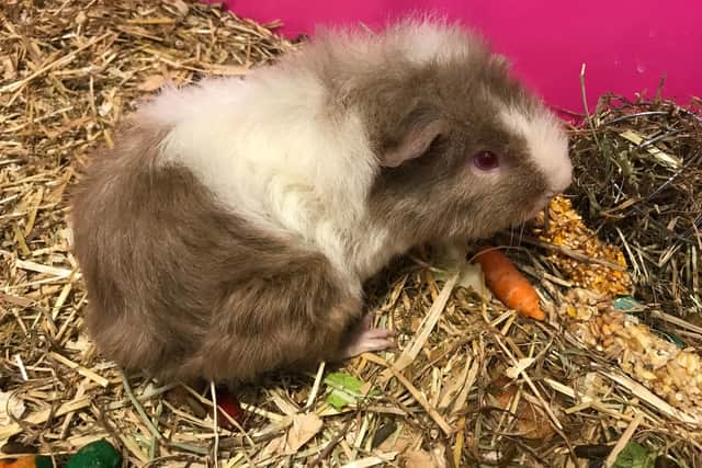 One of the rescued guinea pigs. Photo: RSPCA