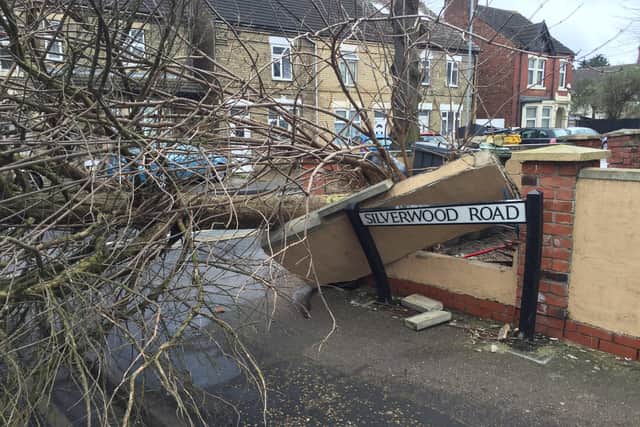 A fallen tree in Silverwood Road