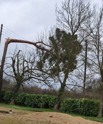 A tree on the power line in Bridgehill Road, Newborough. Photo: Charlotte Louise Farrow