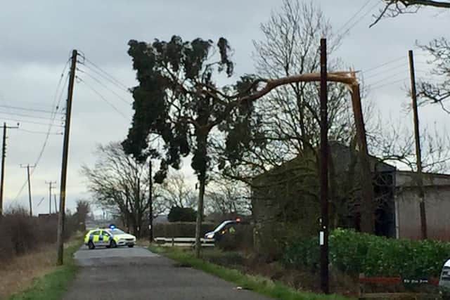 A tree in the power lines at Bridgehill Road, Newborough