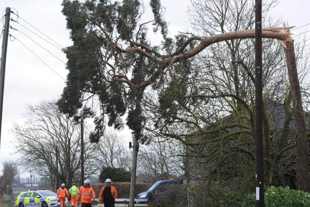A fallen tree on the power lines during Storm Ciara
