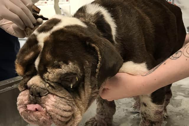 Valentine. Photo and video: RSPCA