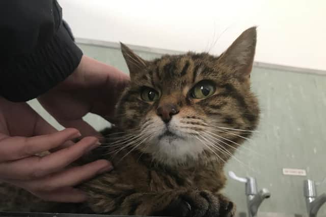 Joanie, who was abandoned in a carrier in the woods