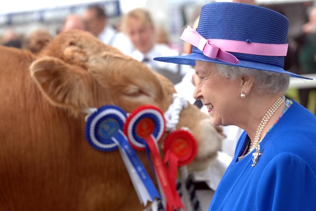 The Queen pictured in the cattle judging ring.July 10 2008