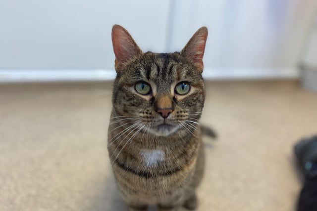 Belle came to the RSPCA as her owners couldn't keep her anymore. She is very vocal and loves people, and loves a good tickle and stroke. She does have a playful side and likes to play with ping pong balls and a straw!