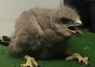 The chick found in the woods