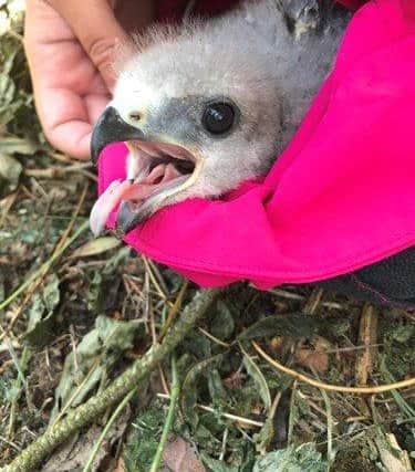 The chick found in the woods