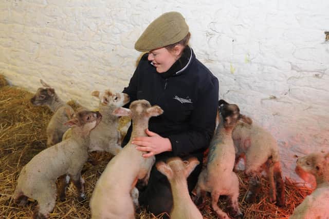 Sacrewell Farm's livestock manager  Jess Gaughan with spring lambs last Easter. EMN-180331-174752009