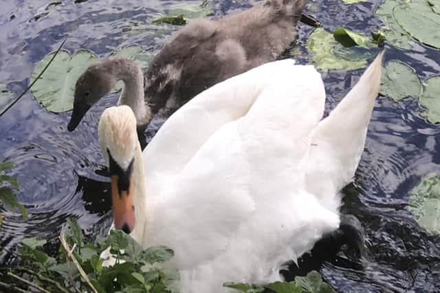 Anita Giaffreda - Swan and young one at the back river, Stanground.