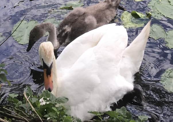Anita Giaffreda - Swan and young one at the back river, Stanground.