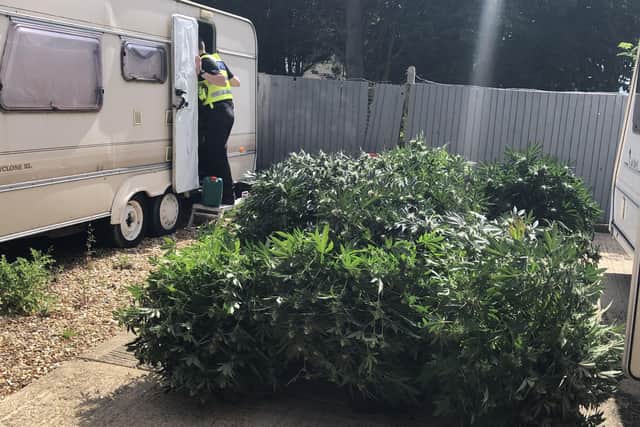 Officers found cannabis plants worth around £40,000.