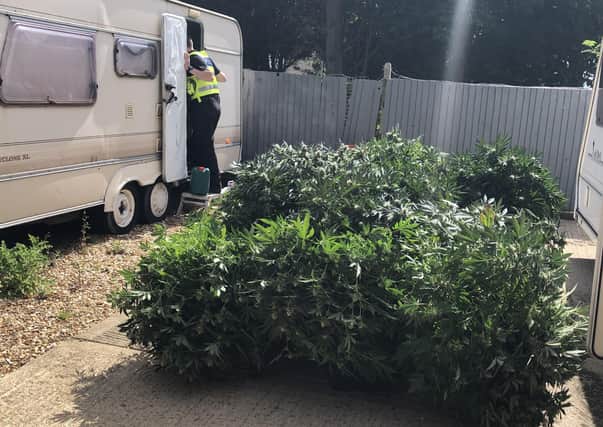 Officers found cannabis plants worth around £40,000.