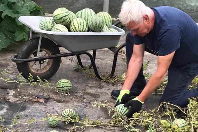 Melon harvesting supervisor Paul Mondey picking the bumper crop of watermelons for Tesco at Oakley Farms, near Wisbech in Cambridgeshire.