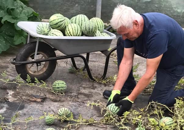 Melon harvesting supervisor Paul Mondey picking the bumper crop of watermelons for Tesco at Oakley Farms, near Wisbech in Cambridgeshire.
