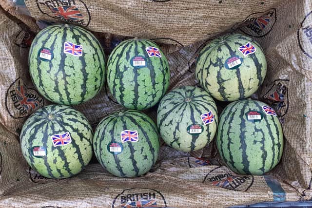 A bumper crop of watermelons has been harvested at Oakley Farms, near Wisbech in Cambridgeshire.
