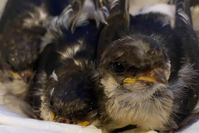 The three baby House Martins nestled on their blanket