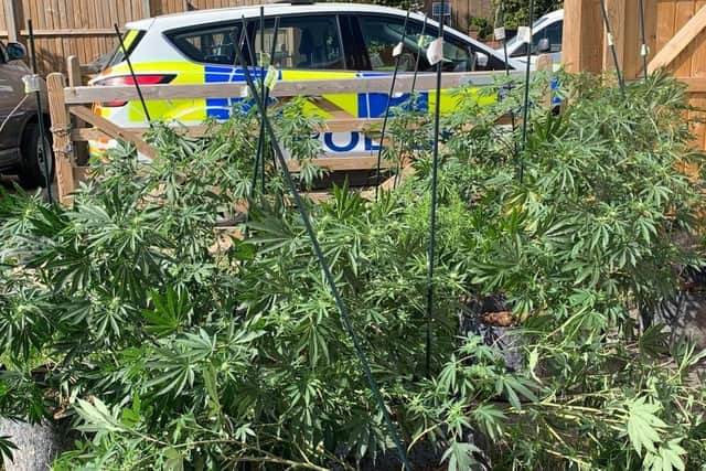The Wisbech cannabis factory