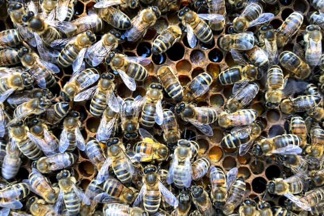 Justin's bees.