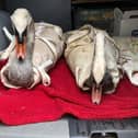 Two of the rescued swans. Picture: RSPCA Peterborough & District branch