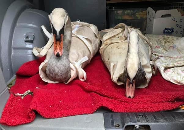 Two of the rescued swans. Picture: RSPCA Peterborough & District branch