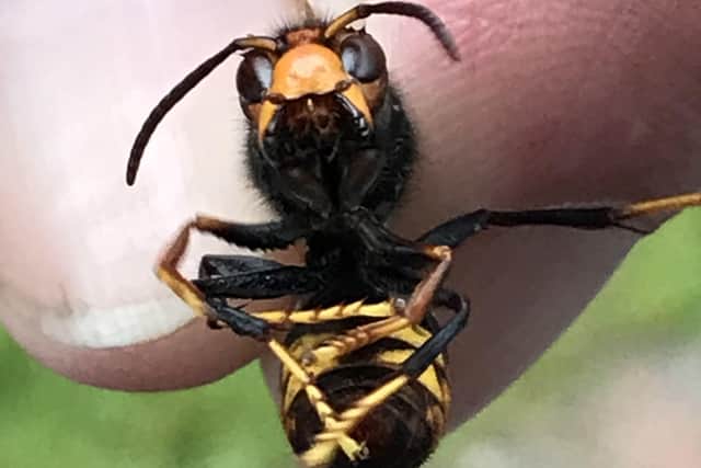 Captured - an Asian hornet on Stewart Maher's trip to Jersey.