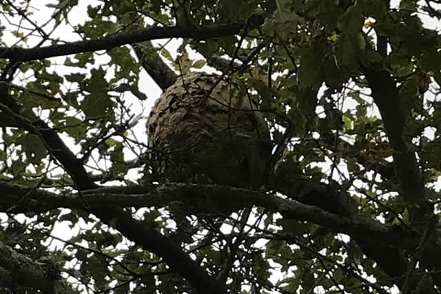 Stewart Maher helped to track and destroy Asian hornet nests like this one.