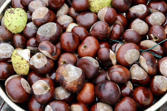 Conkers