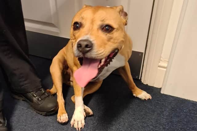 Do you recognise the dog? Pic: British Transport Police