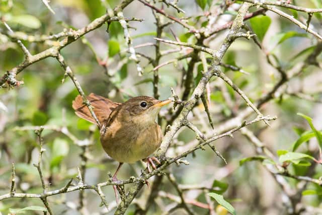 A nightingale at Castor Hanglands